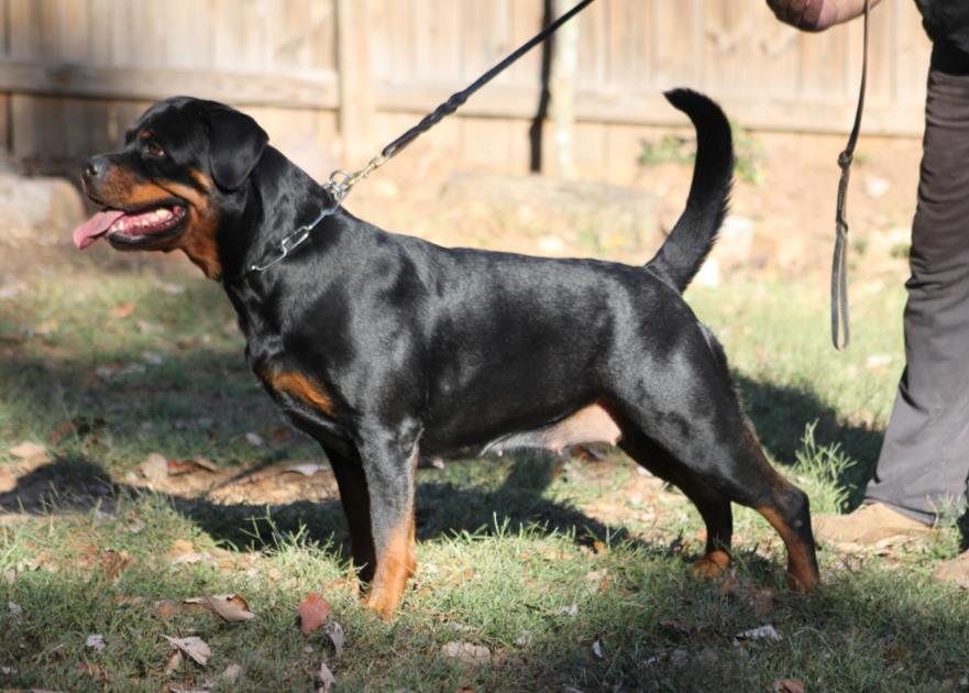 Zorion von der Alten Festung Zorion von der Alten Festung