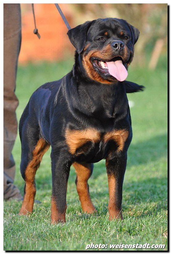 Zorro von der Alten Festung Zorro von der Alten Festung