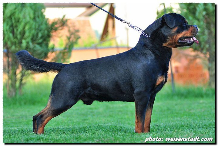 Astor von Junipera Astor von Junipera