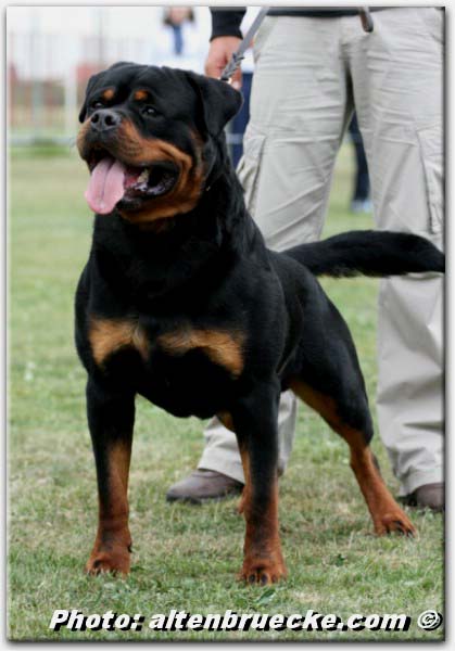 Astor von Junipera Astor von Junipera