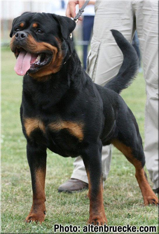 Astor von Junipera Astor von Junipera