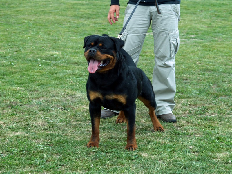 Astor von Junipera Astor von Junipera