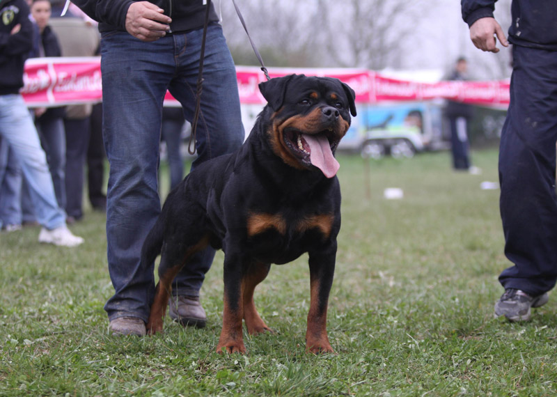 Astor von Junipera Astor von Junipera