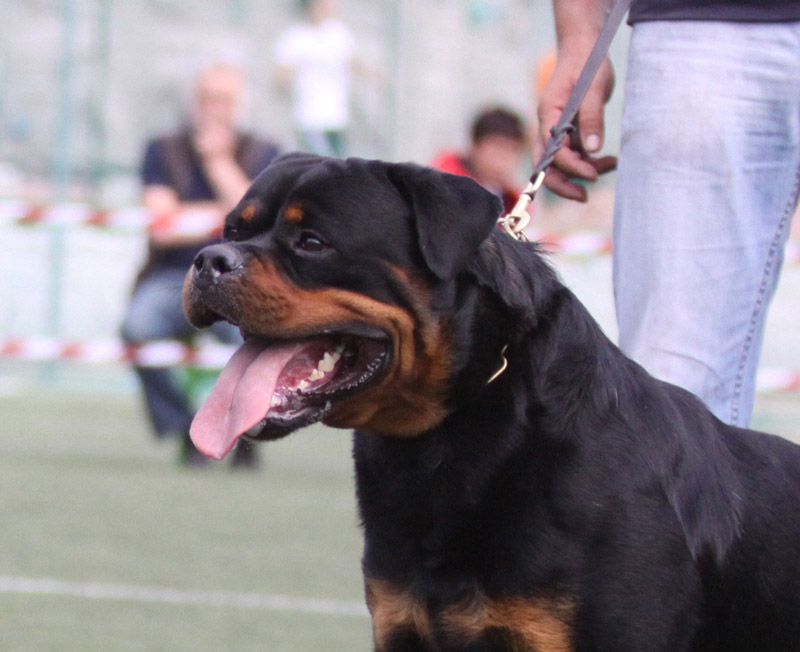 Astor von Junipera Astor von Junipera