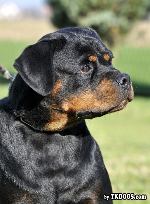 Borostyankoi Venusz Bella Borostyankoi Venusz Bella