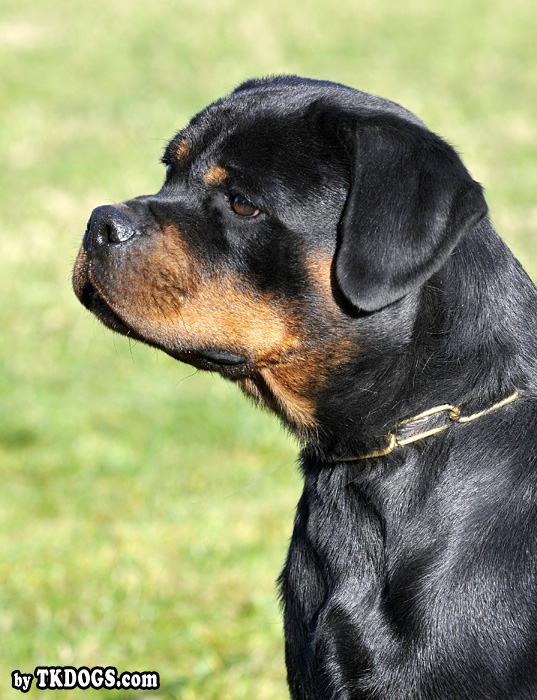 Borostyankoi Venusz Bella Borostyankoi Venusz Bella