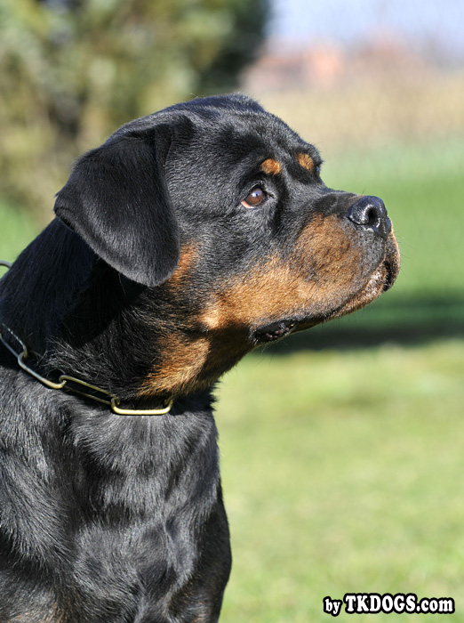 Borostyankoi Venusz Bella Borostyankoi Venusz Bella