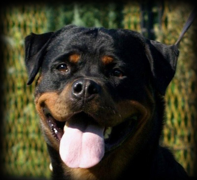 Bessy Wonderful Wizard Bessy Wonderful Wizard