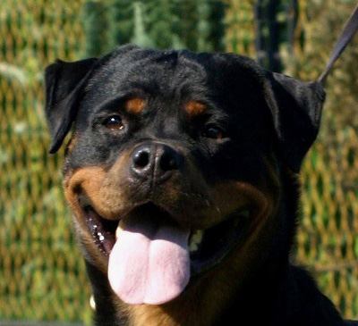 Bessy Wonderful Wizard Bessy Wonderful Wizard