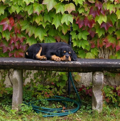 Elena vom Hause Sommer Elena vom Hause Sommer