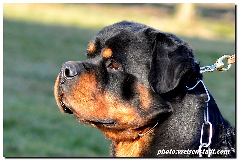 Nelson von der Alten Festung Nelson von der Alten Festung