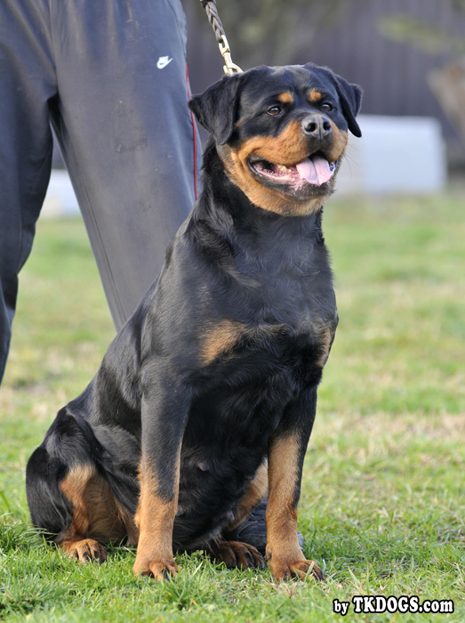 Safir von der Alten Festung Safir von der Alten Festung