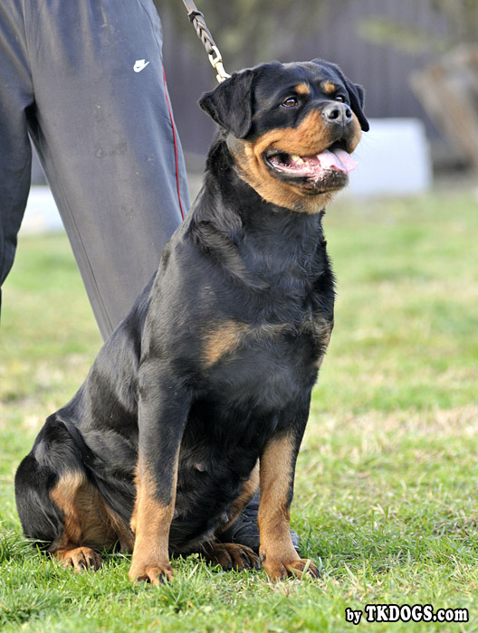 Safir von der Alten Festung Safir von der Alten Festung