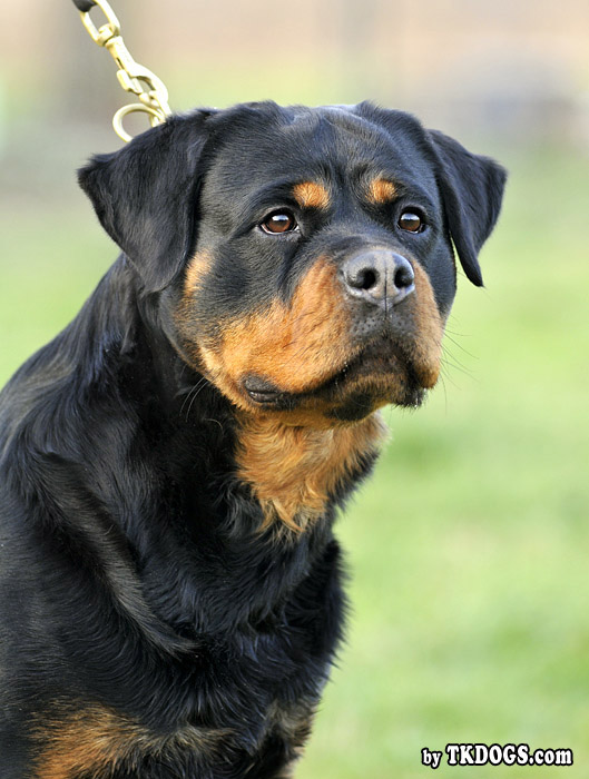 Safir von der Alten Festung Safir von der Alten Festung