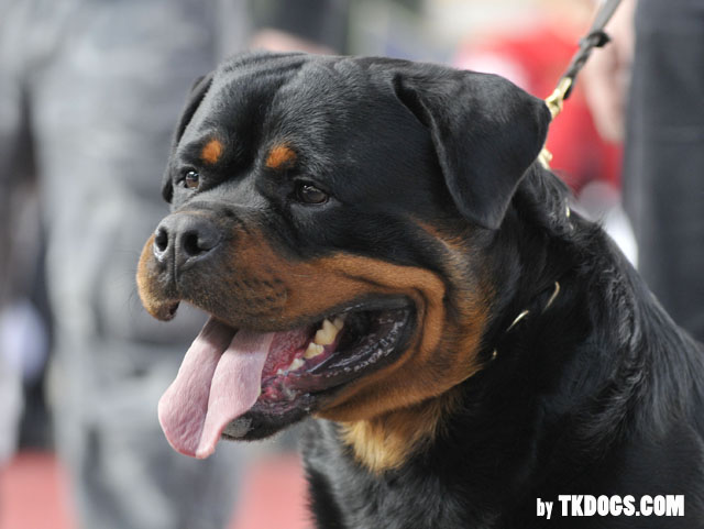 Astor von Junipera Astor von Junipera