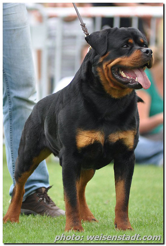 Astor von Junipera on IFR WORLD SHOW 2009 Astor von Junipera on IFR WORLD SHOW 2009