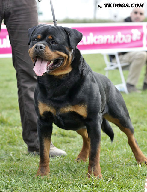 Astor von Junipera Astor von Junipera