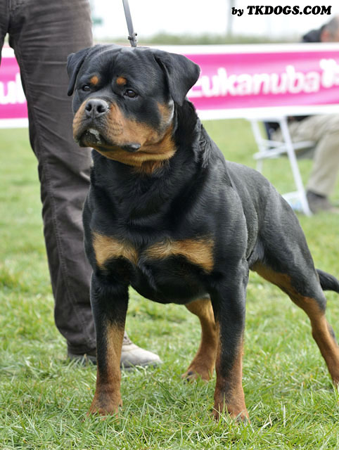 Astor von Junipera Astor von Junipera