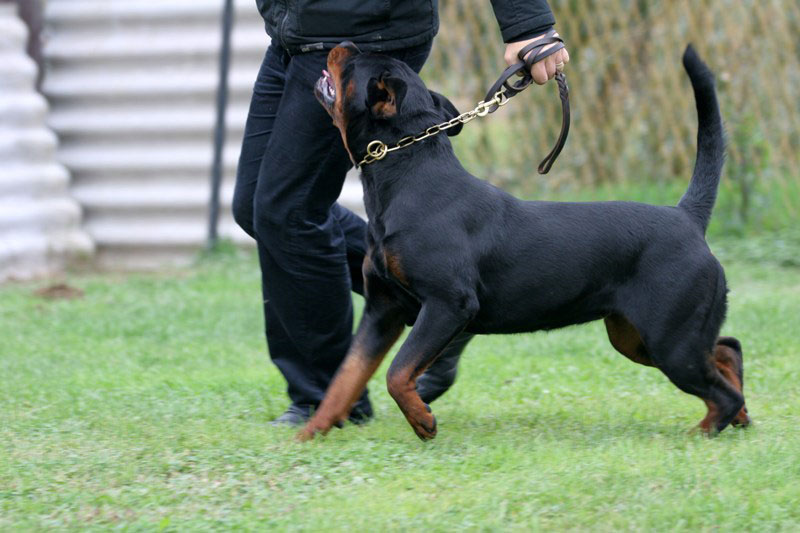 Borostyankoi-Venusz Bella Borostyankoi-Venusz Bella