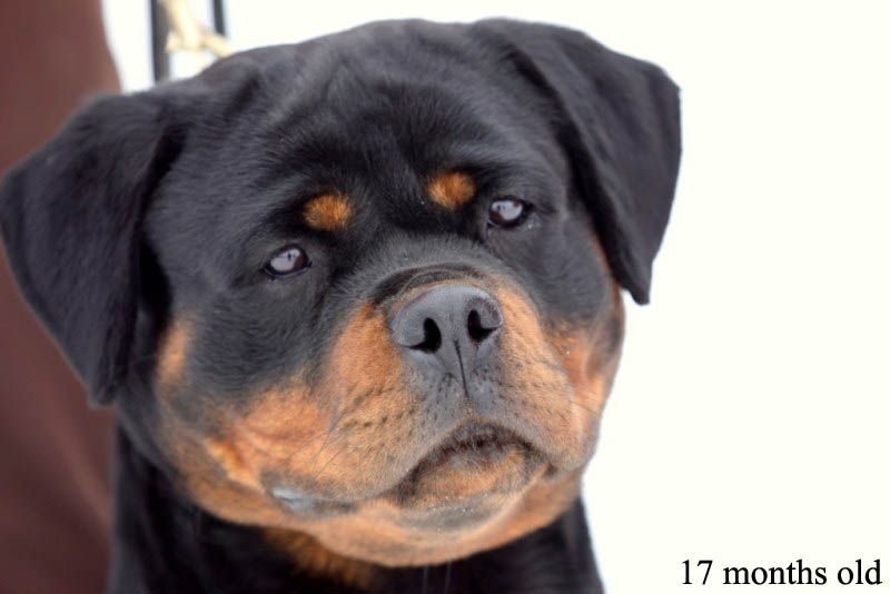 Borostyankoi-Venusz Bella Borostyankoi-Venusz Bella