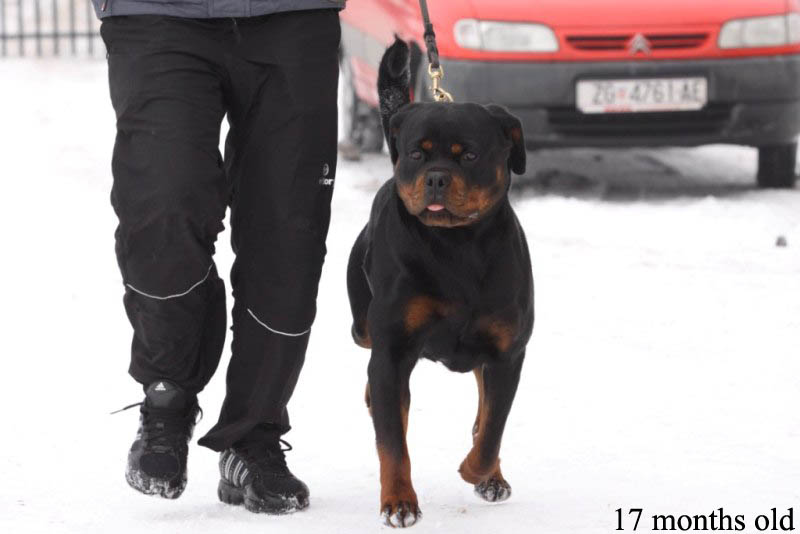 Borostyankoi-Venusz Bella Borostyankoi-Venusz Bella