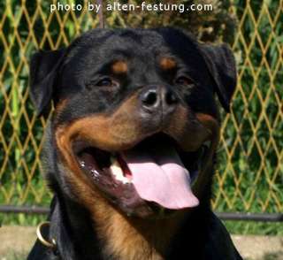 Bessy Wonderful Wizard Bessy Wonderful Wizard