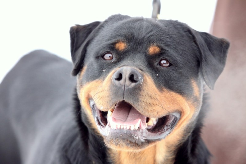 Bessy Wonderful Wizard Bessy Wonderful Wizard