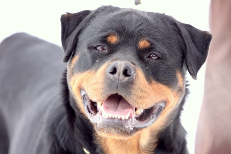 Bessy Wonderful Wizard Bessy Wonderful Wizard