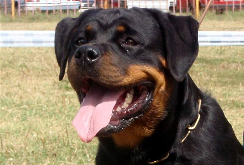 Ch.J. Jule von der Berghalbinsel 17 months old on photo Ch.J. Jule von der Berghalbinsel 17 months old on photo