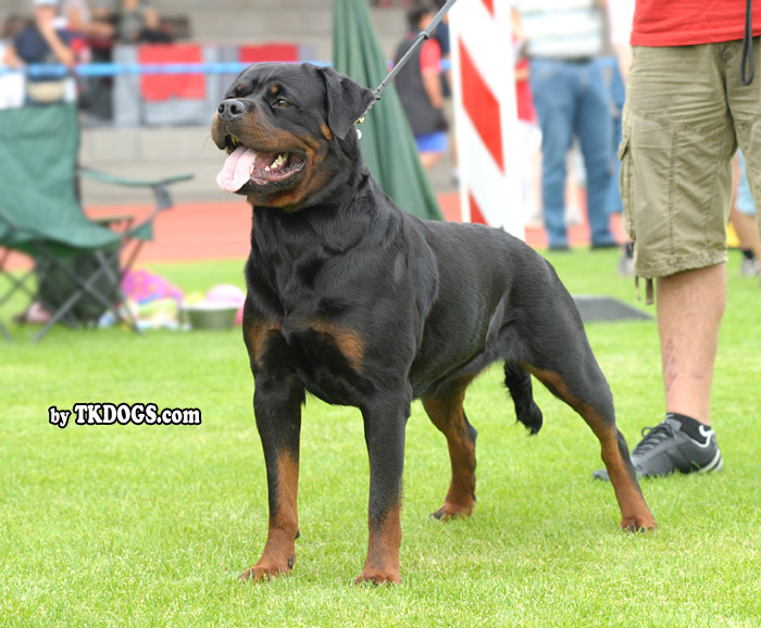 Moo from Brodgar of Orkney Moo from Brodgar of Orkney