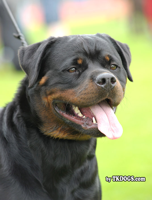 Moo from Brodgar of Orkney Moo from Brodgar of Orkney