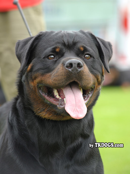 Moo from Brodgar of Orkney Moo from Brodgar of Orkney