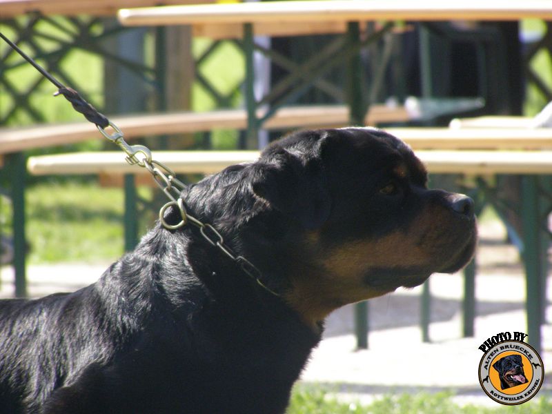 Nelson von der Alten Festung Nelson von der Alten Festung