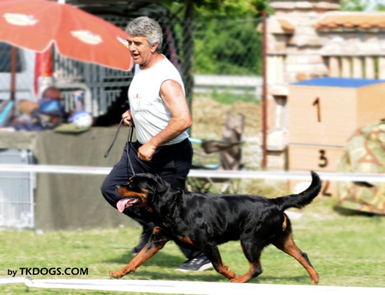 Olivia Ti en Men & Toma Kostadinovic - Serbia Trophy Siegerin + BOB Olivia Ti en Men & Toma Kostadinovic - Serbia Trophy Siegerin + BOB