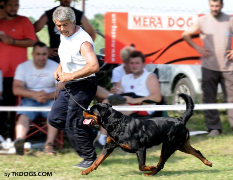 Olivia Ti en Men & Toma Kostadinovic - Serbia Trophy Siegerin + BOB Olivia Ti en Men & Toma Kostadinovic - Serbia Trophy Siegerin + BOB