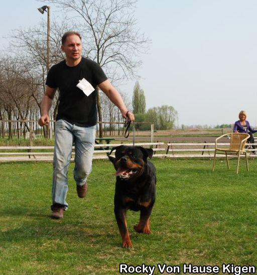 Rocky Von Hause Kigen Rocky Von Hause Kigen