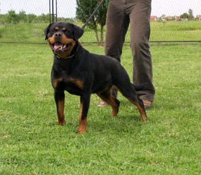 Safir von der Alten Festung Safir von der Alten Festung