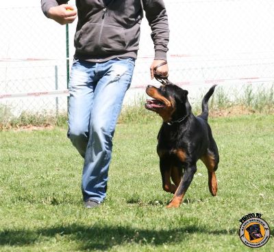 Safir von der Alten Festung on Austira KS 2008