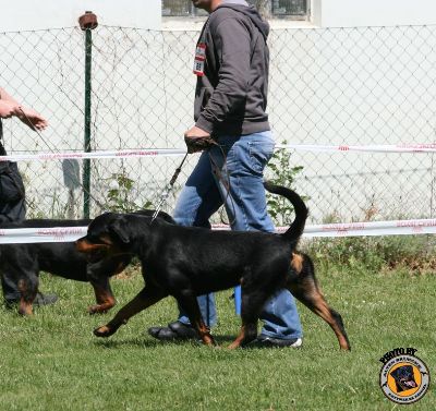 Safir von der Alten Festung on Austira KS 2008