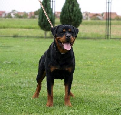 Santa von der Alten Festung Santa von der Alten Festung