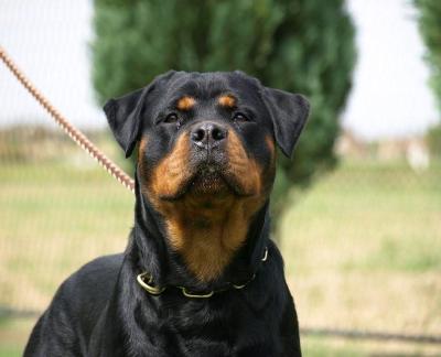 Santa von der Alten Festung Santa von der Alten Festung