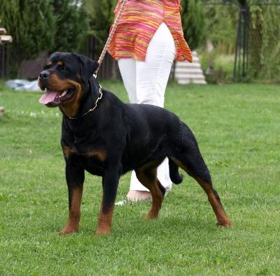 Santa von der Alten Festung Santa von der Alten Festung
