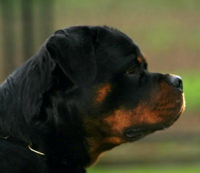 Santo von der Alten Festung 13 months Santo von der Alten Festung 13 months