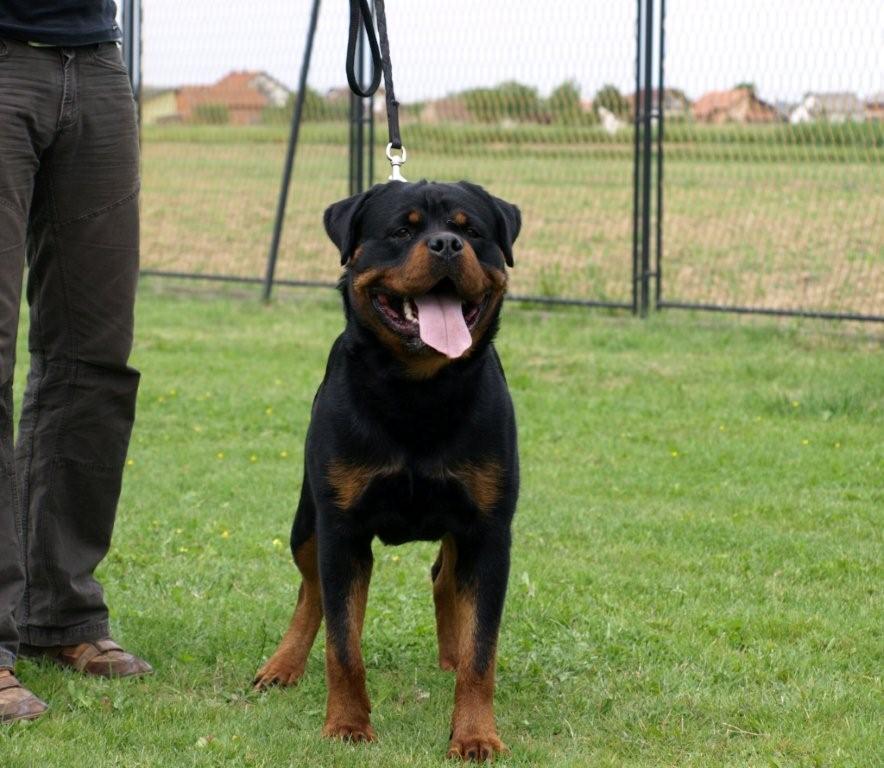 Santo von der Alten Festung 13 months Santo von der Alten Festung 13 months