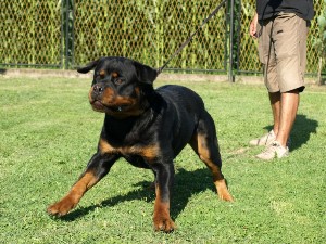 Silver von der Alten Festung Silver von der Alten Festung