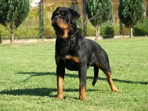 Silver von der Alten Festung Silver von der Alten Festung