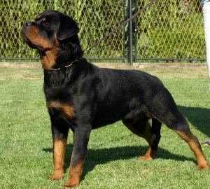 Silver von der Alten Festung Silver von der Alten Festung