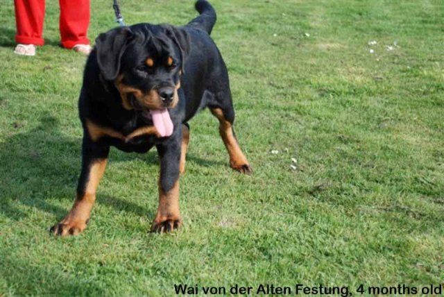 Wai von der Alten Festung Wai von der Alten Festung